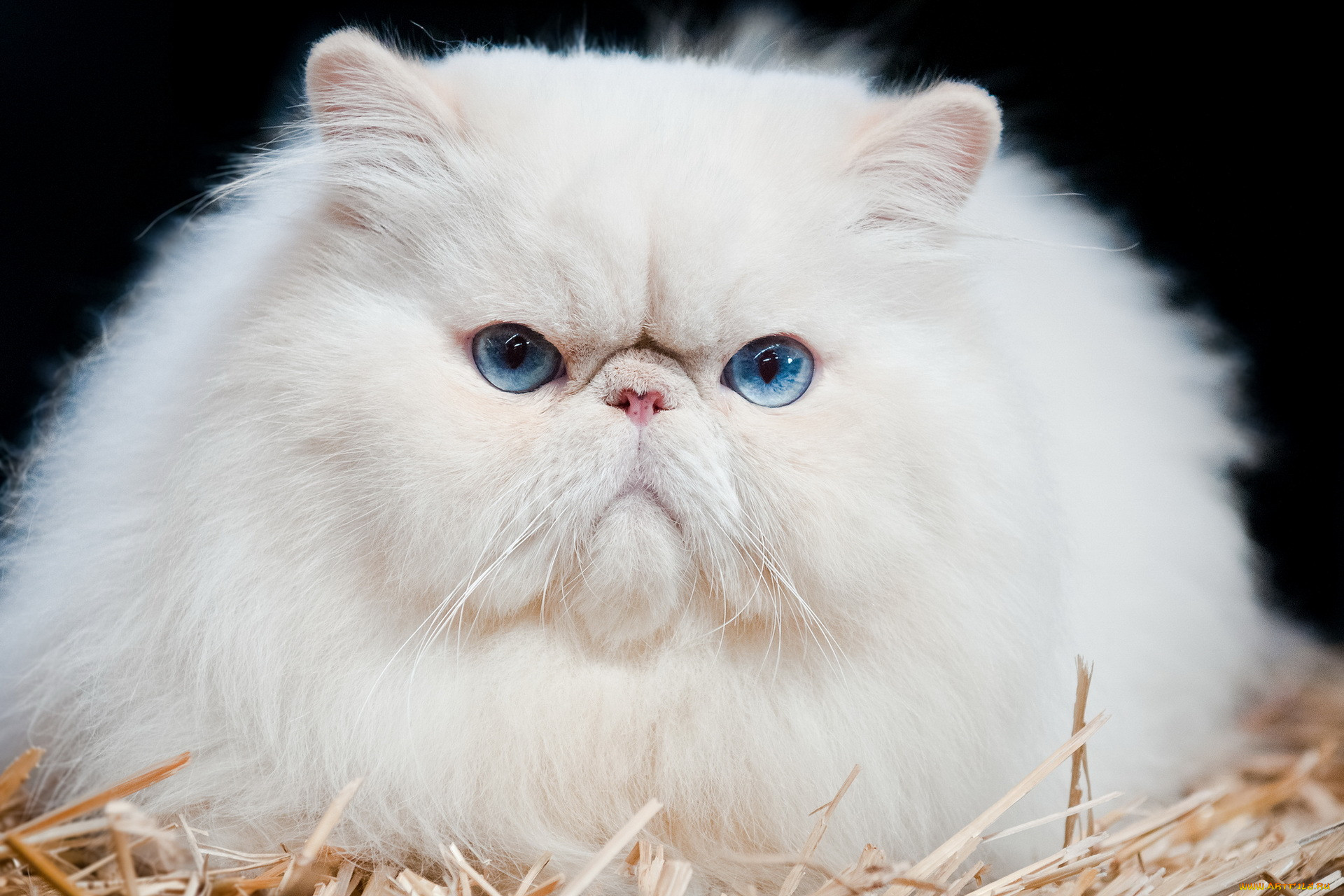 Что такое перс. Персидская кошка. Персидская шиншилла экзот. Персидская кошка белая. Персидский экзот белый.